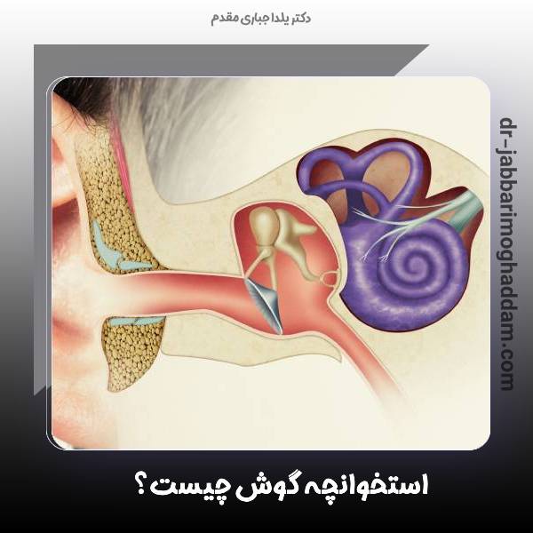 استخوانچه گوش چیست